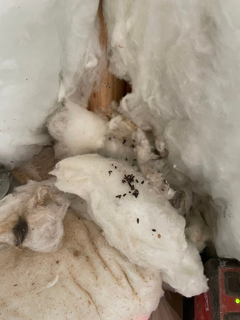 Mouse feces in basement insulation