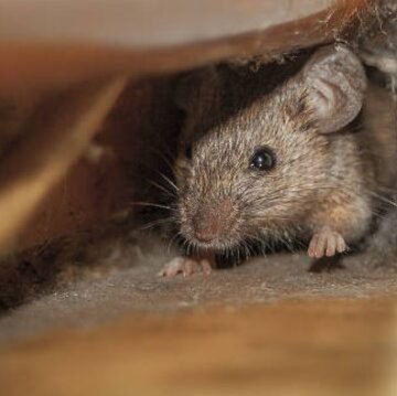 A Brief Guide to Rodent-Resistant Construction